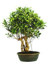 Ficus Retusa (Specimen) #126